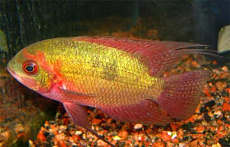 Цихлазома Красса