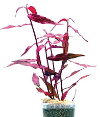 Растение Полигонум Сан Пауло (в горшке)