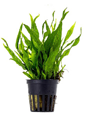 Растение Микрозорум птеропус (в горшке)