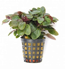 Растение Лобелия кардинальская (пурпурная) (в горшке)