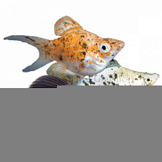 Моллинезия микс баллон