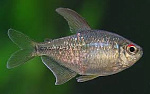 Тетра бриллиантовая