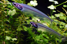 Стеклянный сом