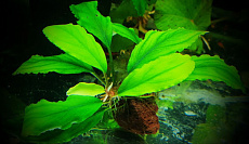 Буцефаландра Treasure 2011 (в горшке)