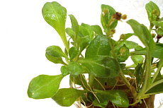 Растение Самолюс Валеранда (в горшке)