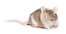 Мышь декоративная