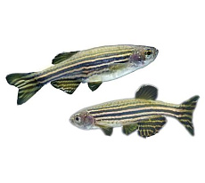 Данио Рерио длинноплавничный