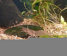 Креветка речная японская (Macrobrachium nipponense)