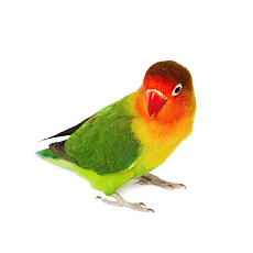 Неразлучник Фишера