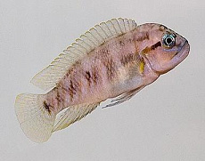 Тельматохромис темпоралис