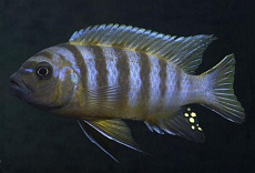 Псевдотрофеус Зебра