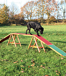Trixie Agility Dogwalk