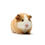 Морская свинка