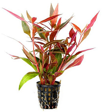 Растение Альтернатера Рейнека (в горшке)