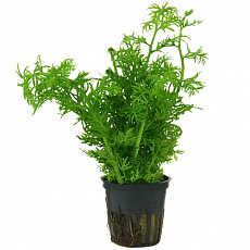 Растение Папоротник индийский  водяной (цератоптерис) (в горшке)