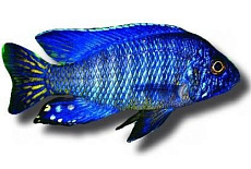 Королева Ньяса