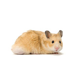 Хомяк сирийский