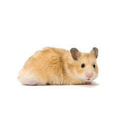 Хомяк сирийский