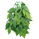 Repti-Zoo Растение Фикус