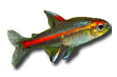 Эритрозонус Тетра светлячок