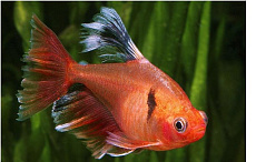 Серпас вуалевый