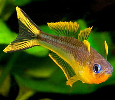 Попондетта Фурката