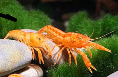 Рак карликовый оранжевый