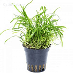 Растение Лилеопсис бразильский (в горшке)