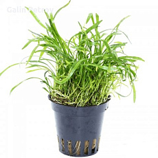 Растение Лилеопсис бразильский (в горшке)