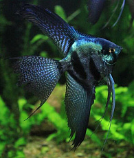 Скалярия Пиной