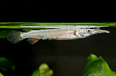 Дермогенис