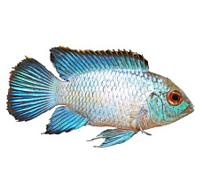 Наннакара неоновая (Наннакара Неон-блю)