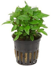 Растение Стаурогин репенс (в горшке)