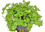Растение Бакопа Колората (в горшке)