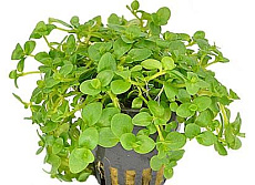 Растение Бакопа Колората (в горшке)