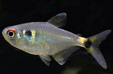 Тетра-фонарик