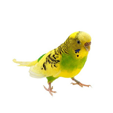 Волнистый попугай