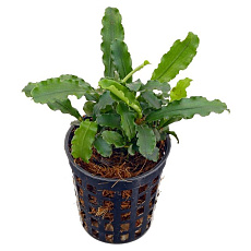 Растение Буцефаландра Вест Калимантан (в горшке)