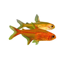 Тетра Аманда (Хифессобрикон Аманда)