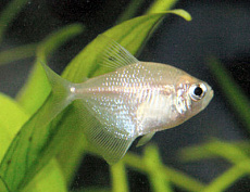 Тернеция белая