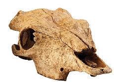 Exo Terra Убежище-декор Череп бизона