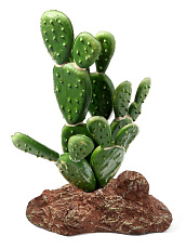 Laguna Растение Опунция