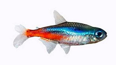 Неон (голубой)