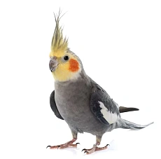 Корелла (нимфа)