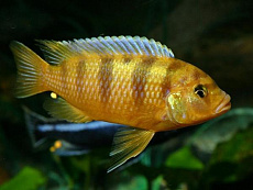 Псевдотрофеус Ломбардо