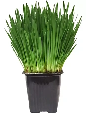 Рубин ЭКО Злаки пророщенные, 1 уп