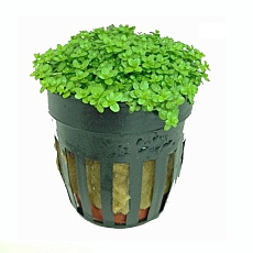 Растение Хемиантус Куба (в горшке)