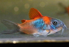 Коридорас Венесуэла Оранж