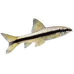 Сиамский водорослеед