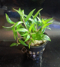 Растение Стаурогин столонифера (в горшке)